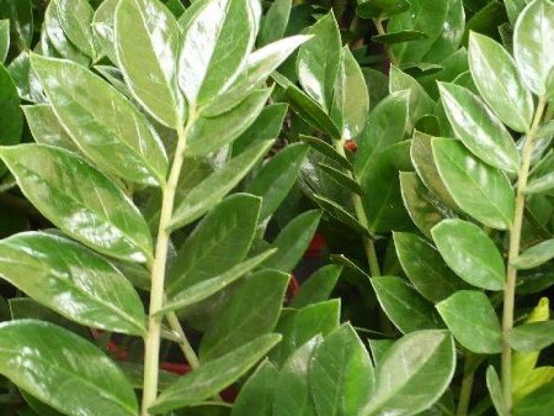 Замиокулькас