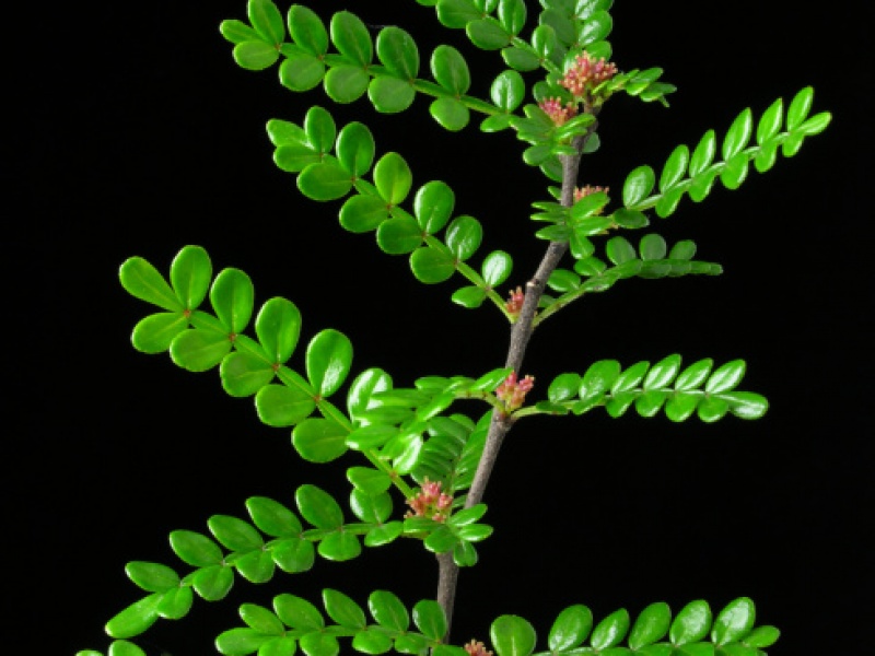 Зантоксилум