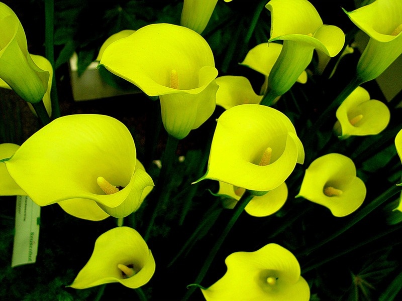 Зантедеския