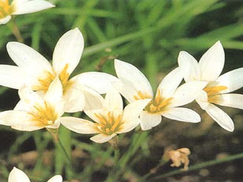 Зефирантес