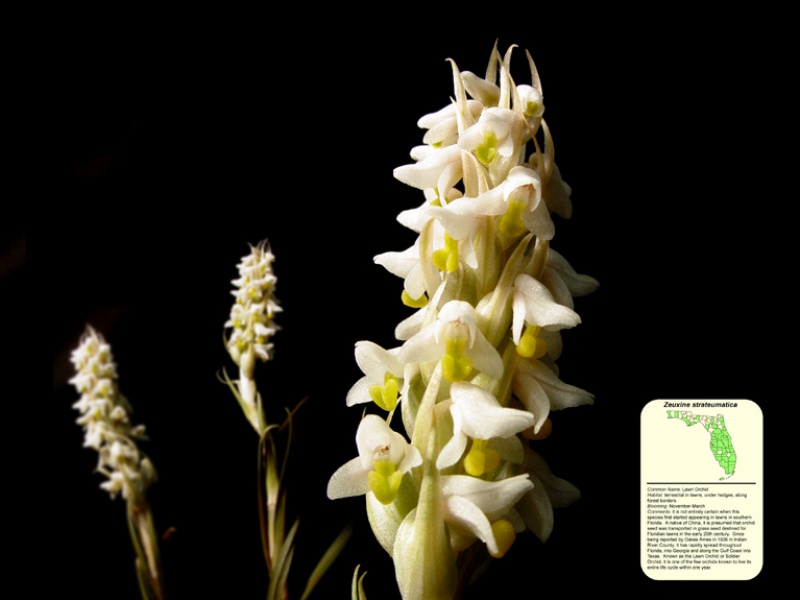 Зевксина шлемовидная