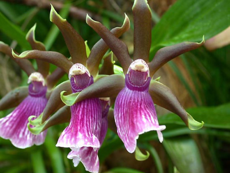 Зигопеталум