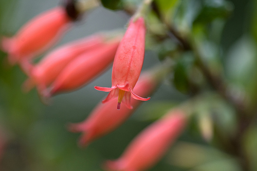Агапетес самшитоволистный 