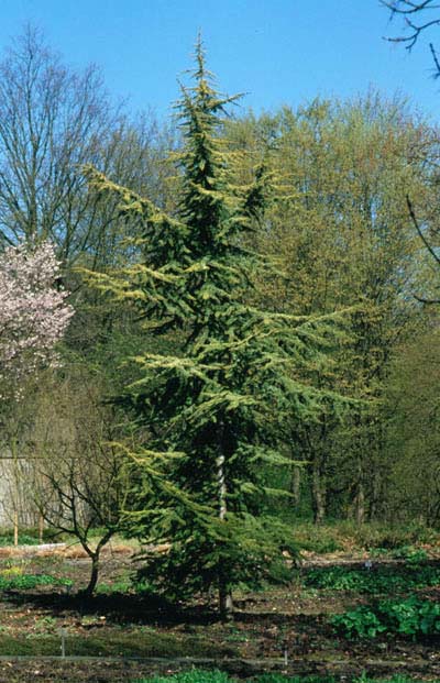Golden Atlas cedar