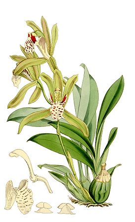 Cymbidium tigrinum