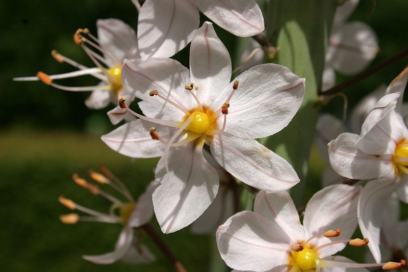 Эремурус или Ширяш