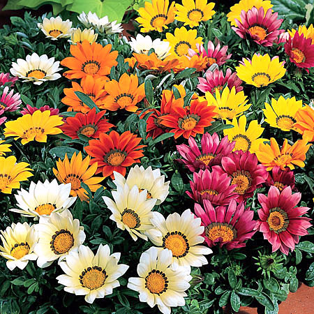 Гацания или Газания