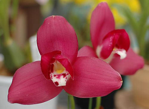 Ликаста Lycaste