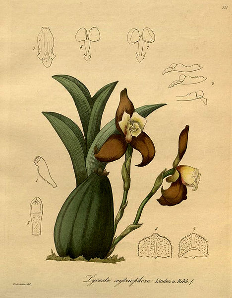 Ликаста Lycaste