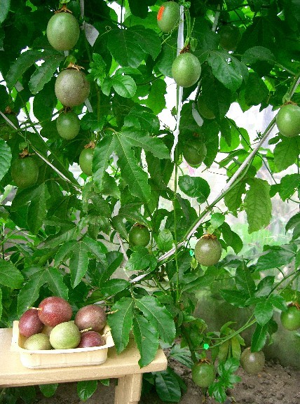 Passiflora 