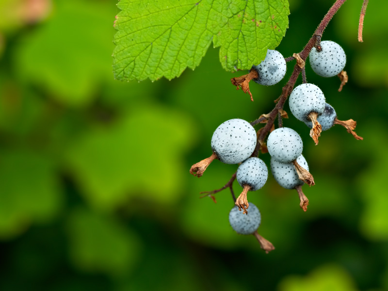 Смородина красная 'Король Эдуард VII'