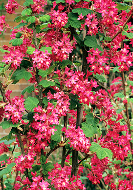 Смородина красная 'Король Эдуард VII'