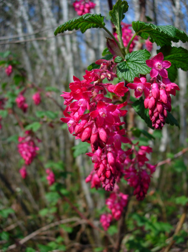 Смородина красная 'Король Эдуард VII'