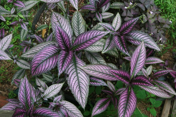 Стробилантес Strobilanthes
