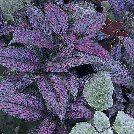 Стробилантес Strobilanthes
