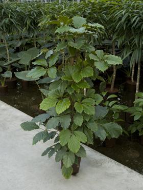 Тетрастигма  (Tetrastigma)