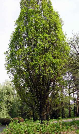 Дуб черешчатый &laquo;Фастигиана&raquo; 