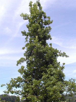 Дуб черешчатый &laquo;Фастигиана&raquo; 