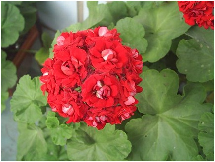 Пеларгония зональная