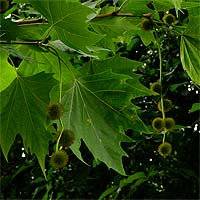 Plane tree