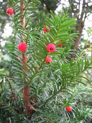 Yew